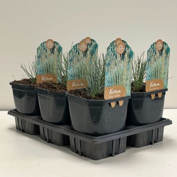 Festuca glauca 'Elijah Blue'