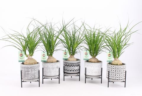 Beaucarnea recurvata