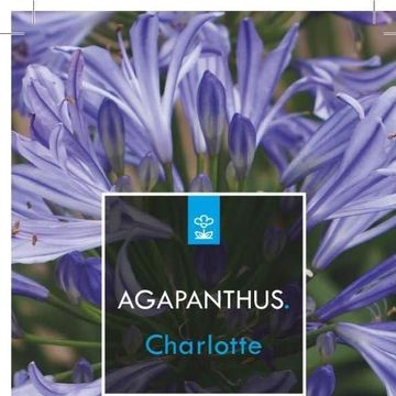 Agapanthus 'Charlotte'