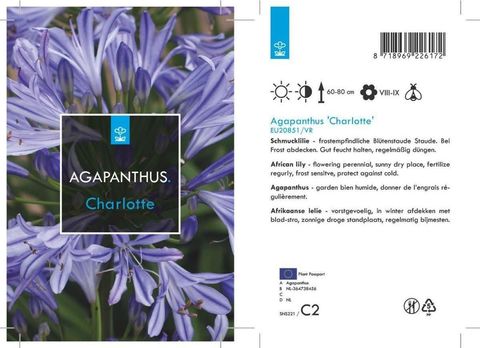 Agapanthus 'Charlotte'
