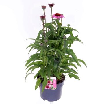 Echinacea LAKOTA ROSE