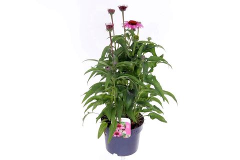 Echinacea LAKOTA ROSE