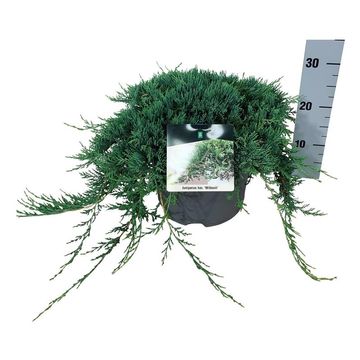 Juniperus horizontalis 'Wiltonii'