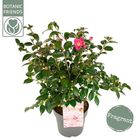 Camellia japonica 'Winter Perfume Pink'