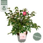 Camellia japonica 'Winter Perfume Pink'