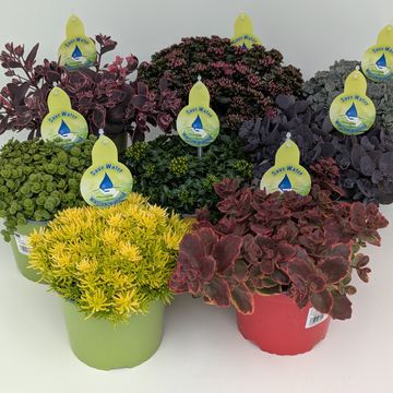 Sedum MIX
