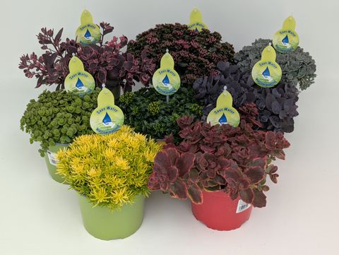 Sedum MIX