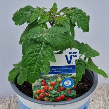 Solanum lycopersicum 'Primabella'
