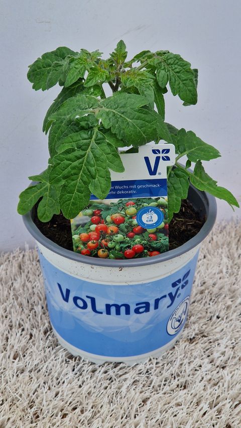 Solanum lycopersicum 'Primabella'