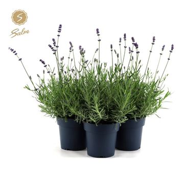 Lavandula angustifolia 'Felice'