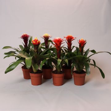 Guzmania FORTUNA MIX