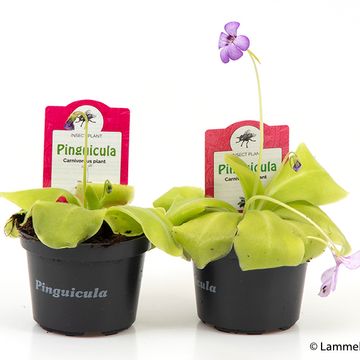 Pinguicula 'Tina'