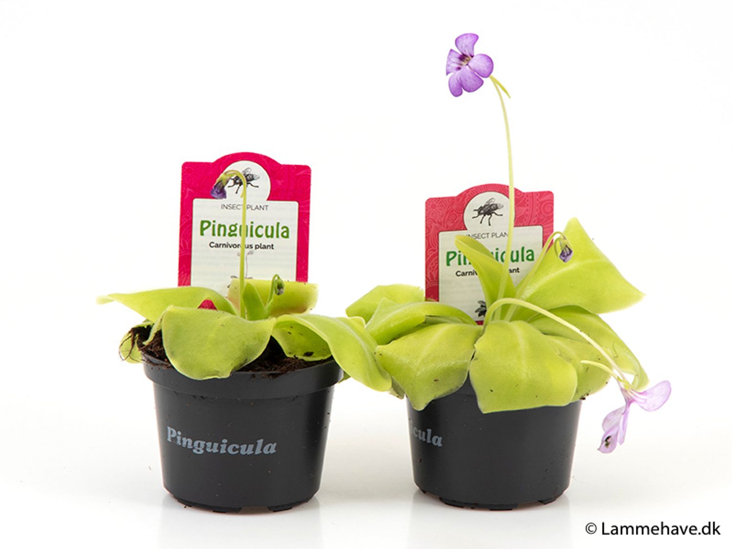 Pinguicula: foto, curiosità e coltivazione