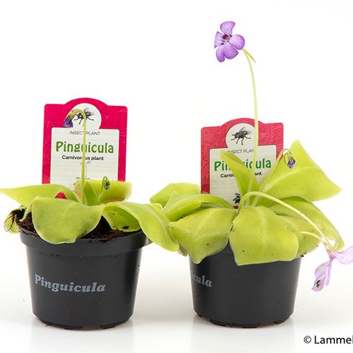 Pinguicula MIX