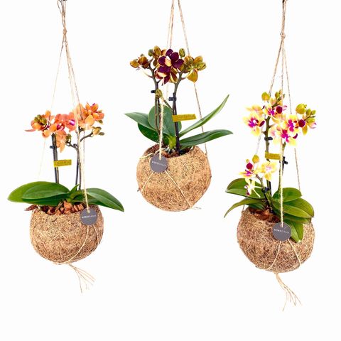 Phalaenopsis MIX