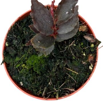 Begonia sp. Julau Type 2