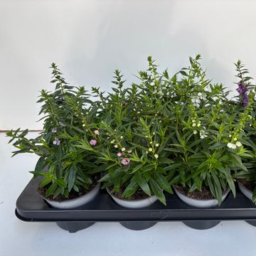 Angelonia angustifolia MIX