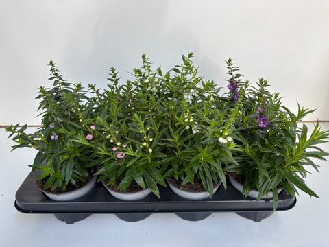 Angelonia angustifolia MIX