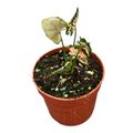 Syngonium 'Godzilla Pink'