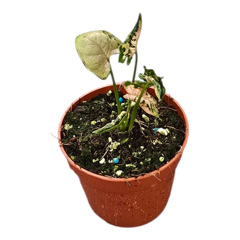 Syngonium 'Godzilla Pink'