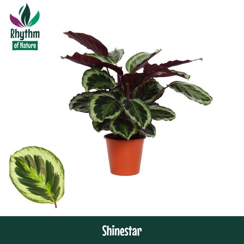 Calathea roseopicta SHINESTAR