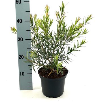 Callistemon citrinus 'Splendens'