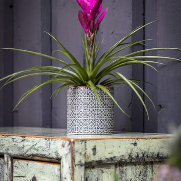 Tillandsia 'Amira'