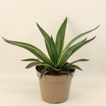 Agave desmettiana 'Variegata'