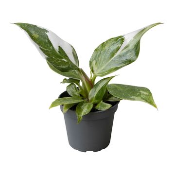 Philodendron 'White Princess'