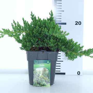 Juniperus procumbens 'Nana'