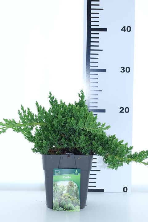 Juniperus procumbens 'Nana'