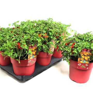 Bidens ferulifolia TAKA TUKA RED GLOW