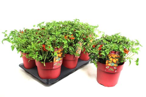 Bidens ferulifolia TAKA TUKA RED GLOW