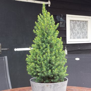 Picea glauca PERFECTA
