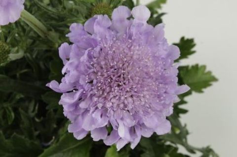 Scabiosa columbaria
