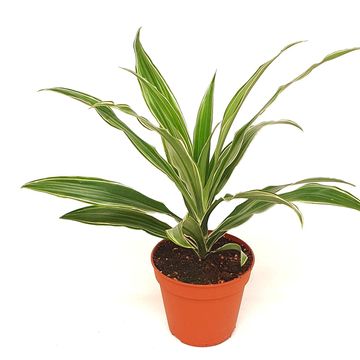 Dracaena fragrans 'White Stripe'