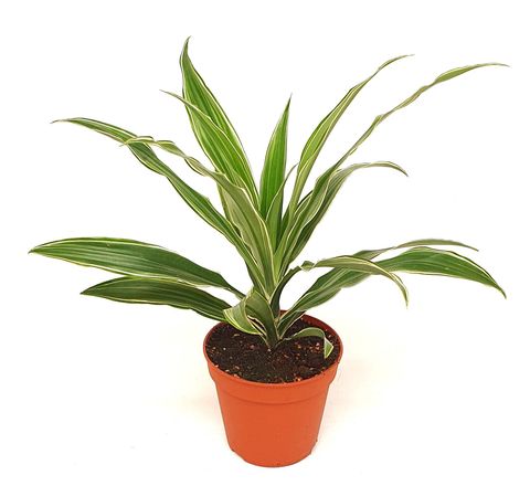 Dracaena fragrans 'White Stripe'