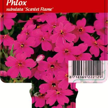 Phlox 'Scarlet Flame'
