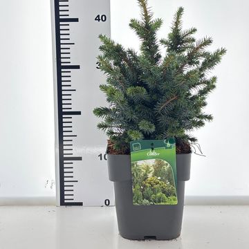 Picea sitchensis 'Tenas'