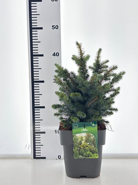Picea sitchensis 'Tenas'