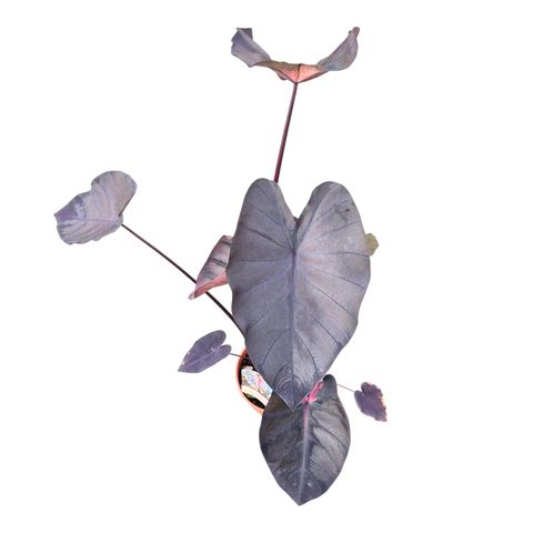 Colocasia 'Hybrid Black Panther'