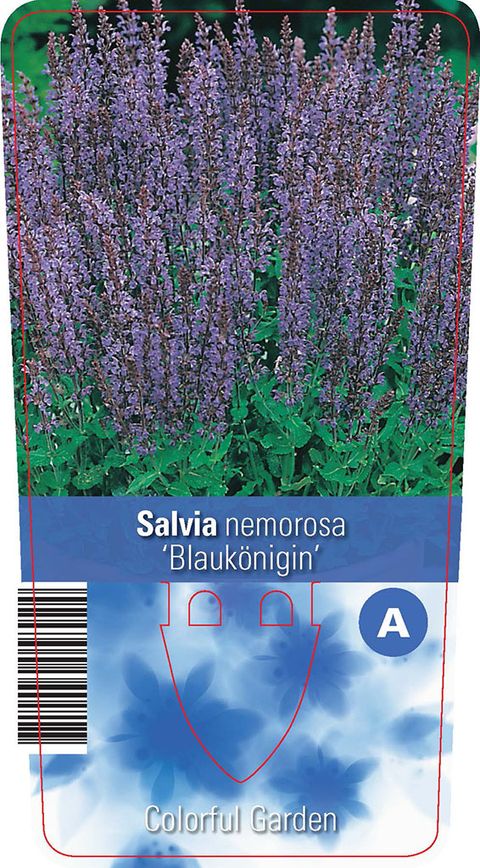 Salvia nemorosa 'Blaukönigin'