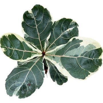 Ficus lyrata 'Variegata'