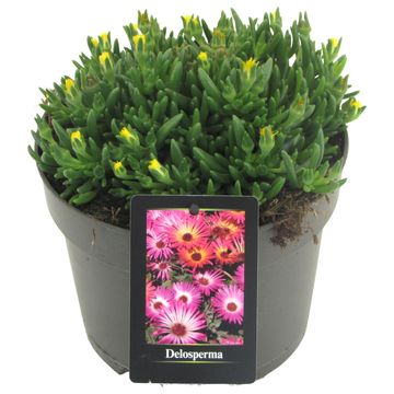 Delosperma ICE CREAM YELLOW