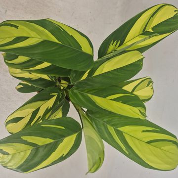 Ctenanthe lubbersiana 'Golden Mosaic'