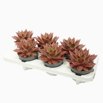 Echeveria agavoides 'Antares'