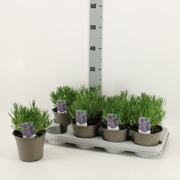 Lavandula angustifolia 'Dwarf Blue'