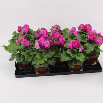 Primula obconica SWEET KISSES AMORE MAGENTA