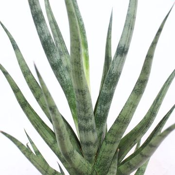 Sansevieria cylindrica TORCH