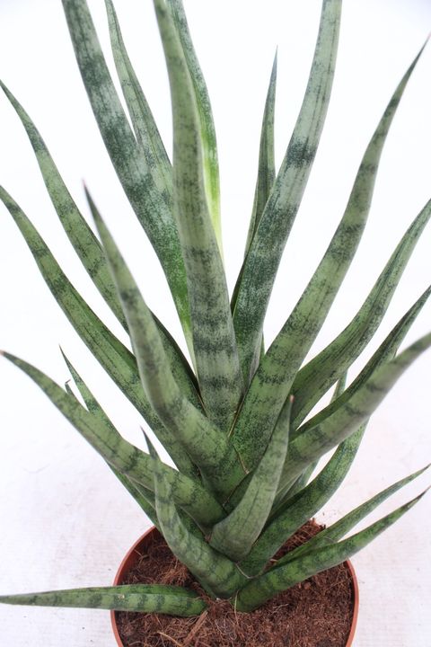 Sansevieria cylindrica TORCH